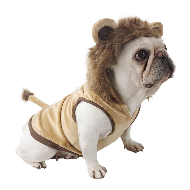 Bouledogue portant un costume de lion beige avec crinière