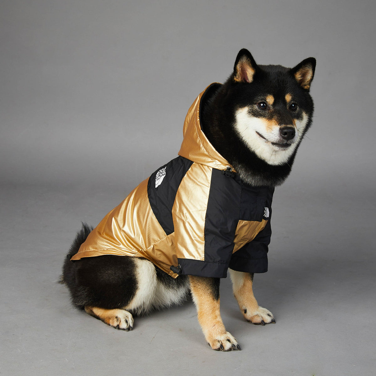Veste de pluie dorée pour chien disponible du S au 5XL