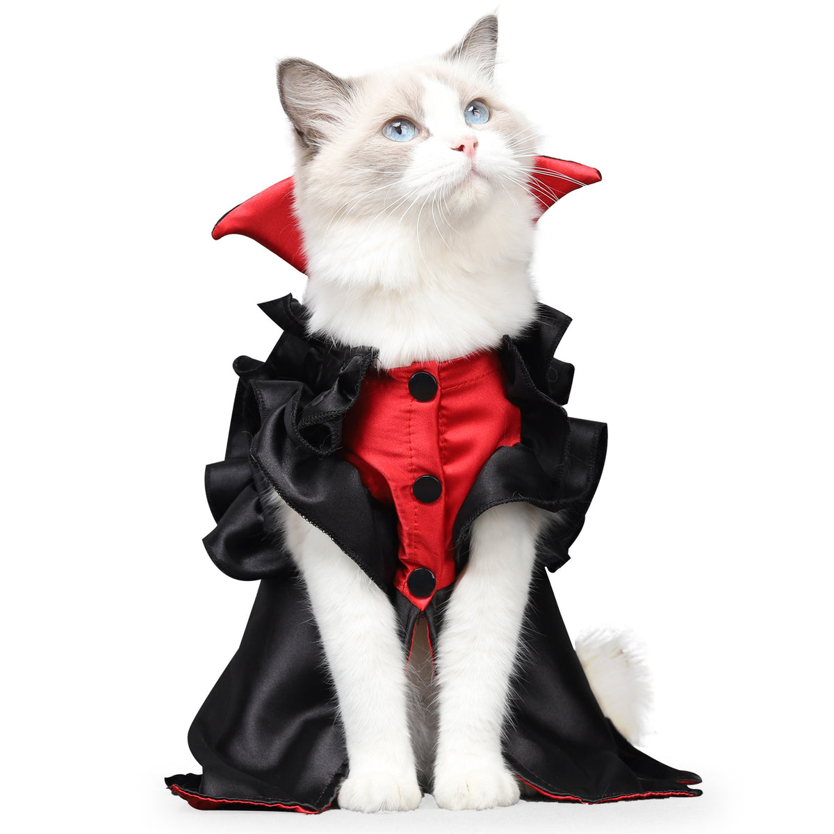 Chat blanc portant un costume de vampire noir et rouge
