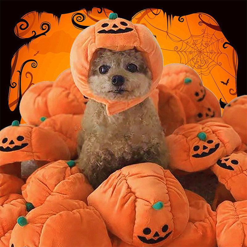 Petit chien portant un chapeau citrouille orange au milieu de citrouilles